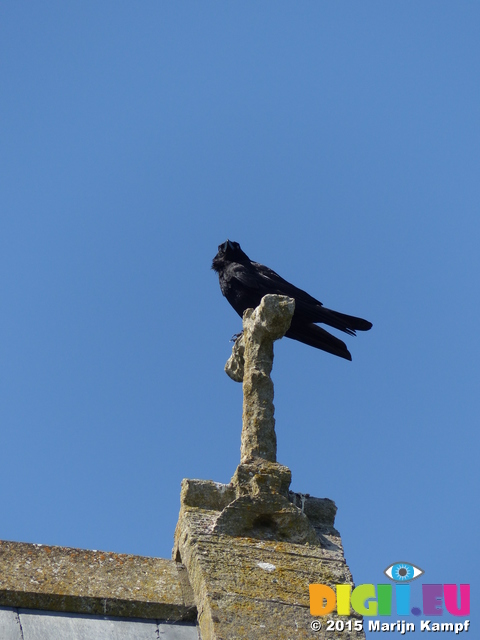 FZ018703 Crow on stone cross